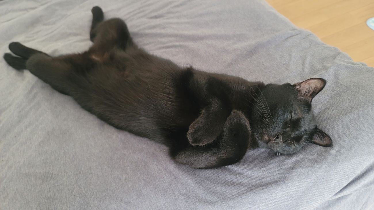 黒猫るい